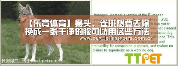 乐竟官方网站下载