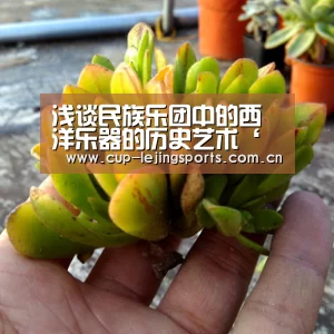 乐竟体育官方